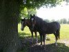 dressage horse Wendelin 224 (German Riding Pony, 1997, from Andy)