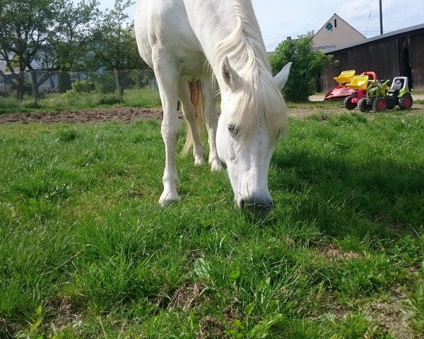 broodmare Gipsy-Queen de la Cabane (Camargue horse, 1994, from Viking Du Phare)