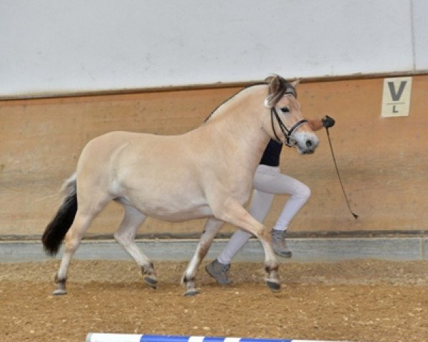 horse Mabelle (Fjord Horse, 2010, from Fjoeleson)