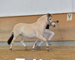 Pferd Mabelle (Fjordpferd, 2010, von Fjoeleson)