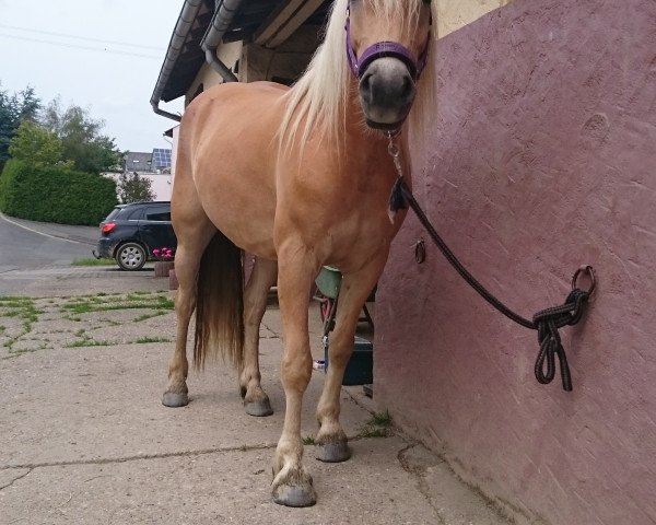 horse Ronald (Haflinger, 2011, from Steinalm)