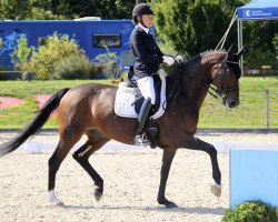 dressage horse Smeyers Sonny Star (Danish Warmblood, 2007, from Sunny-Boy)