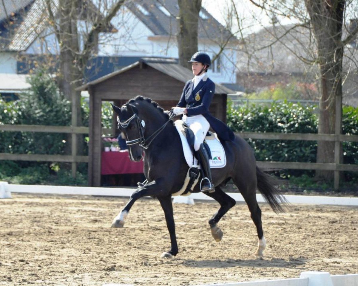 dressage horse Wendor (KWPN (Royal Dutch Sporthorse), 2003, from Kennedy)