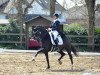 dressage horse Wendor (KWPN (Royal Dutch Sporthorse), 2003, from Kennedy)