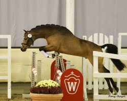 Dressurpferd Chocolate FH (Deutsches Reitpony, 2013, von Caramel FH WE)