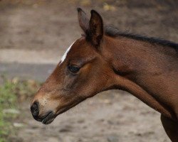 Dressurpferd Goldmariechen (Westfale, 2016, von Goldberg)