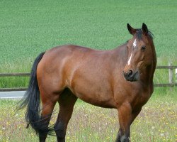 Zuchtstute Erzherzogin Sophie (Westfale, 2010, von Estobar NRW)