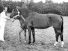 broodmare Zilverster (KWPN (Royal Dutch Sporthorse), 1981, from Saluut)