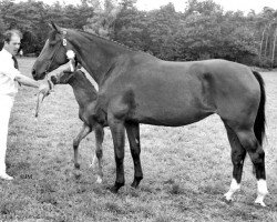 broodmare Zilverster (KWPN (Royal Dutch Sporthorse), 1981, from Saluut)