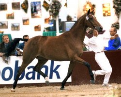 broodmare Jungfrau (KWPN (Royal Dutch Sporthorse), 1991, from Bergerac)