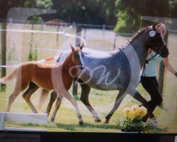 broodmare Rosenbeek's Amethyst (Welsh-Pony (Section B), 2008, from The Braes My Mobility)