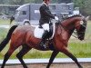 dressage horse Sambolero W (German Warmblood, 1998, from Sambesi)