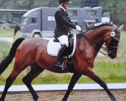 dressage horse Sambolero W (German Warmblood, 1998, from Sambesi)