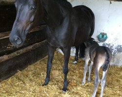 broodmare Dream-Florestana (Bavarian, 2007, from Florestano)