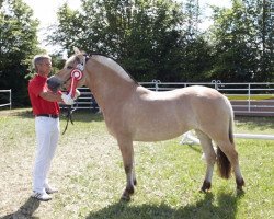 broodmare Lalelu LGKS (Fjord Horse, 2013, from Valør Halsnæs)