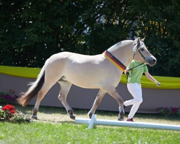 broodmare Orelie (Fjord Horse, 2013, from Orsistan)