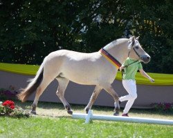 horse Orelie (Fjordpferd, 2013, from Orsistan)