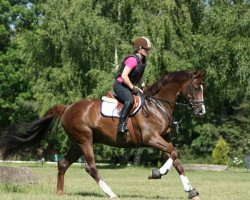 dressage horse Saventus (Mecklenburg, 2008, from Samarant)