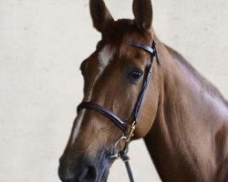 Springpferd Maloubet du Temple (Selle Français, 2000, von Baloubet du Rouet)