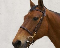 jumper Equina S Fair (Belgian Warmblood, 2004, from Wandor van de Mispelaere D'10)