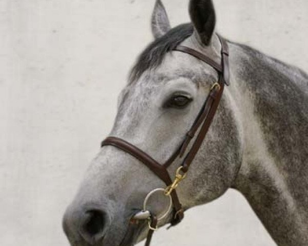 stallion Curtis Sitte (Belgium Sporthorse, 2008, from Ugano Sitte)