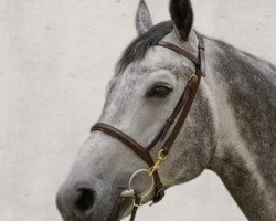 Deckhengst Curtis Sitte (Belgisches Warmblut, 2008, von Ugano Sitte)