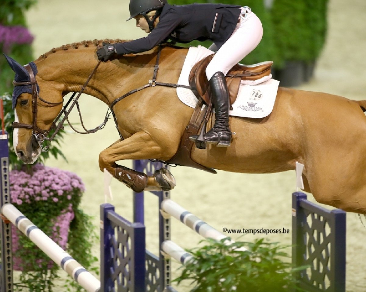 broodmare Typie du Tillard (Selle Français, 2007, from Diamant de Semilly)