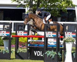 jumper Merida 8 (Irish Sport Horse, 2007, from Metropole)