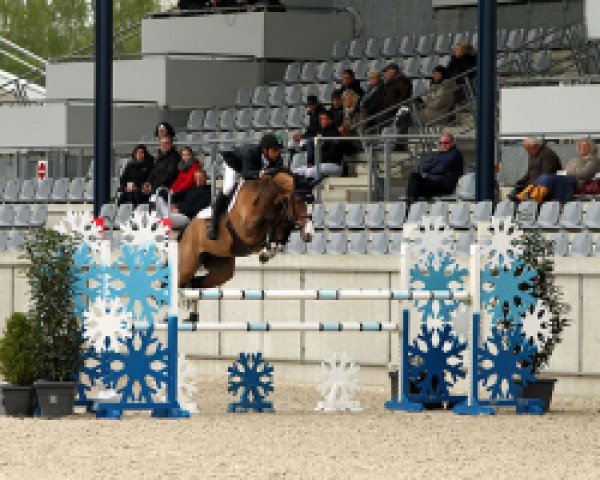 jumper Dyonne S (KWPN (Royal Dutch Sporthorse), 2008, from Lord Z)