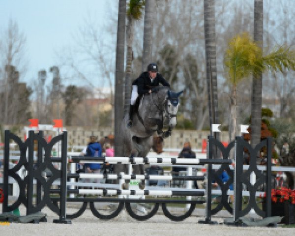 jumper Colmino (Holsteiner, 2008, from Colman)