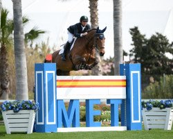 jumper Cash del Mar Z (Zangersheide riding horse, 2005, from Conan Z)