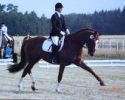 dressage horse Borize (Hanoverian, 2001, from Dacaprio)