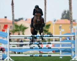 stallion Excenel V (Belgian Warmblood, 2004, from Thunder van de Zuuthoeve)