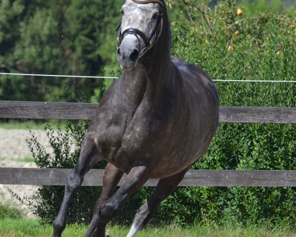 Zuchtstute Mimika (Trakehner, 2009, von Heops)