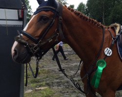 Springpferd Rynkeby's Krugerrand (Dänisches Warmblut, 2011, von Lambrusco Ask)