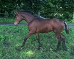 jumper Longinus MA (Hanoverian, 2015, from Lord Pizarro)