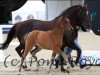 broodmare Raissa (German Riding Pony, 2000, from Oosteinds Ricky)