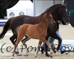 broodmare Raissa (German Riding Pony, 2000, from Oosteinds Ricky)