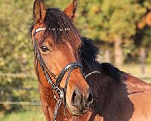 broodmare Rakete R (German Sport Horse, 2006, from Cortez TC by Classic Z)