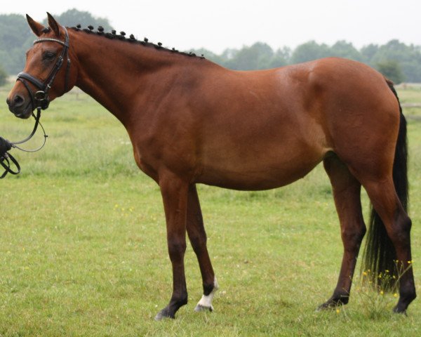 broodmare Gili LR (German Riding Pony, 2012, from Golden Rock)
