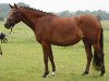 broodmare Gili LR (German Riding Pony, 2012, from Golden Rock)