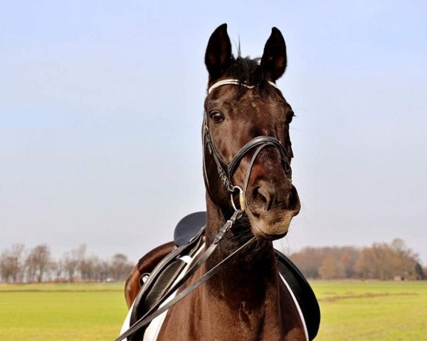 broodmare Grand Anny (Oldenburg, 1995, from Alabaster)