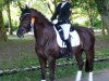 dressage horse Ruben's AS (German Riding Pony, 2002, from Oosteinds Ricky)