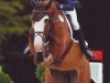 broodmare Trivigiana (Holsteiner, 2003, from Cassini I)