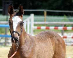 jumper Platino Blue (German Sport Horse, 2014, from Plot Blue)