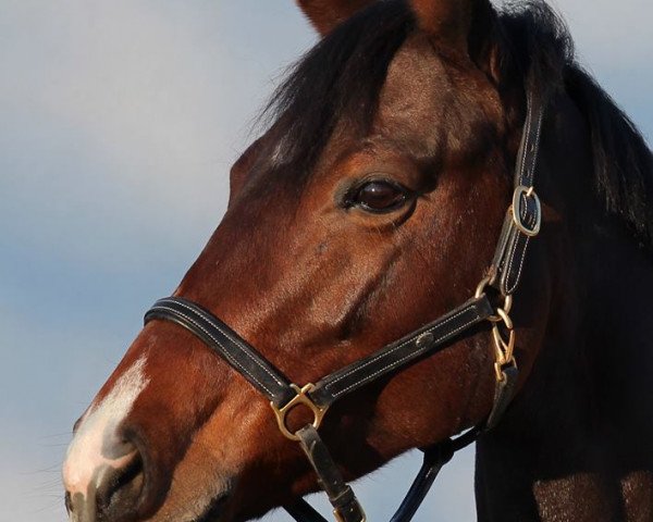 jumper La Monte Bellina (Hanoverian, 2009, from Monte Bellini)