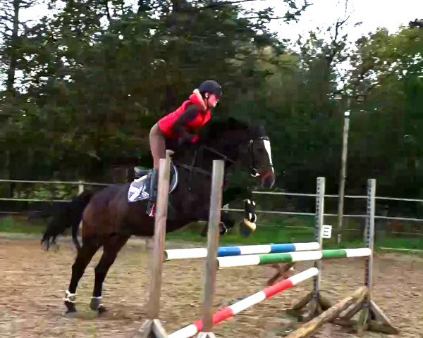 jumper Cassidy 24 (Holsteiner, 1998, from Catrick I)