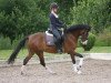 dressage horse Proud Guilia 148 (German Riding Pony, 2004, from Dexter)