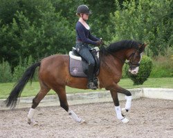 dressage horse Proud Guilia 148 (German Riding Pony, 2004, from Dexter)