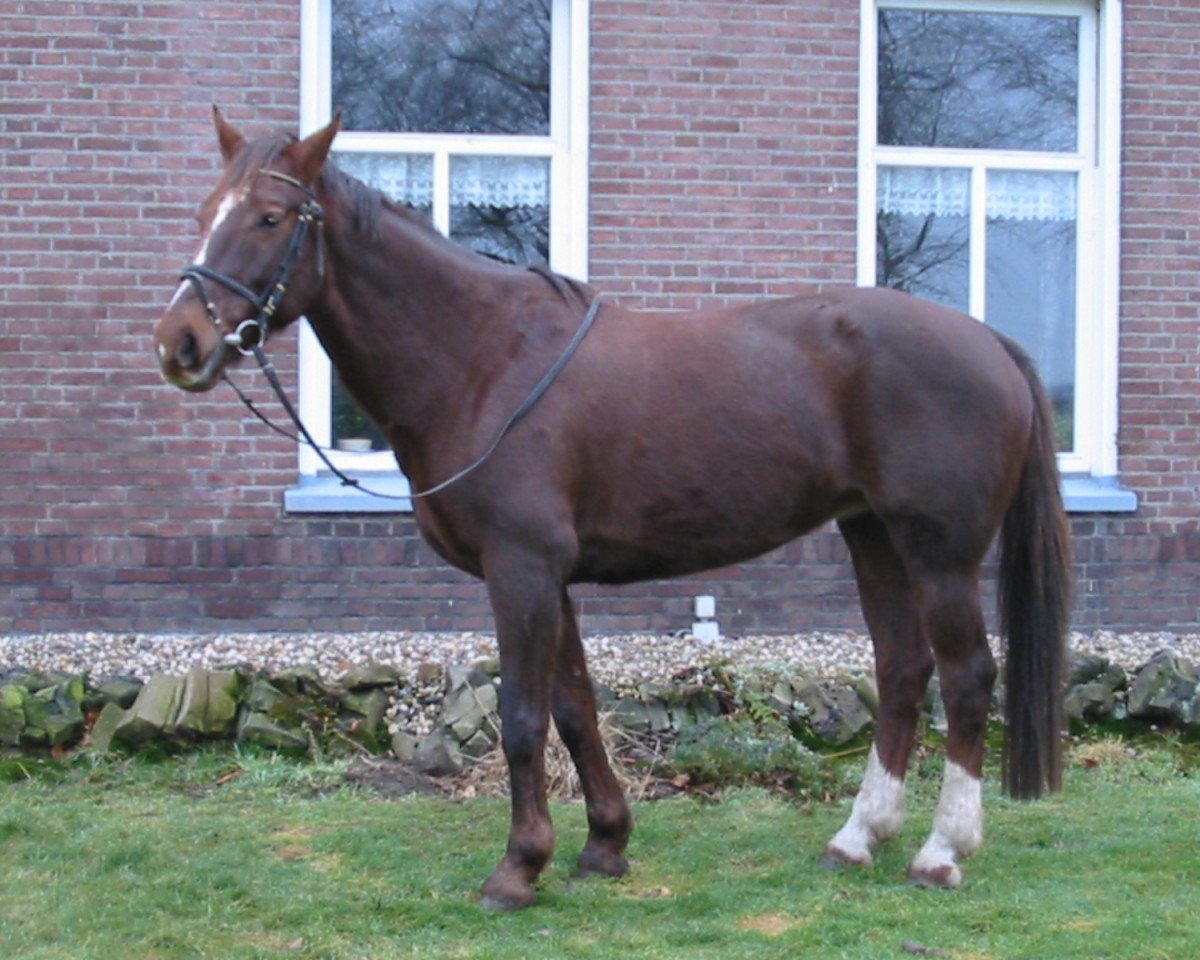 Zuchtstute Holandra (KWPN (Niederländisches Warmblut), 1989, von Amethist)